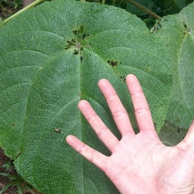 a person's hand palm up and open in front of a very large green leaf